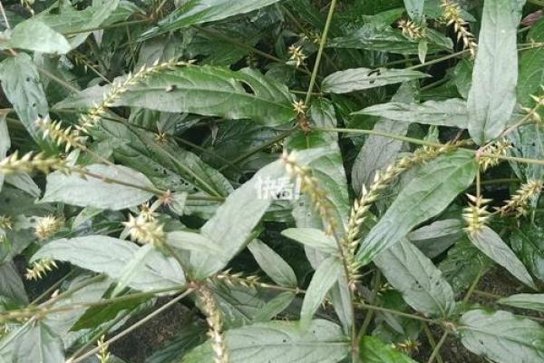 跌打损伤是什么生肖(跌打损伤是什么生肖呢图片)