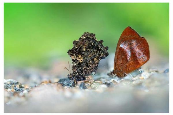 过眼云烟打一个生肖(过眼云烟猜一肖)