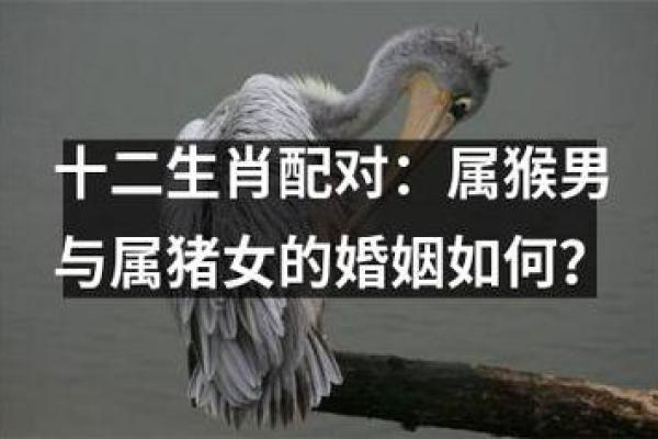 95猪与96鼠是绝命婚姻 95猪与96鼠是绝命婚姻