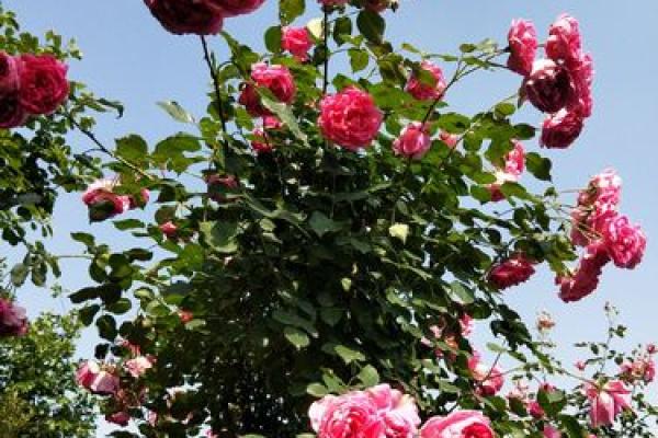 郫县玫瑰园 郫县玫瑰园