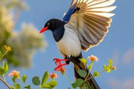 喜上眉梢是什么生肖(正确答案是什么动物)