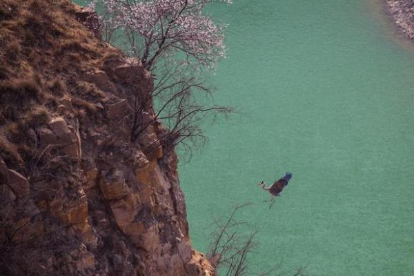 江水如蓝一片绿是什么生肖(江水绿如蓝的前一句)