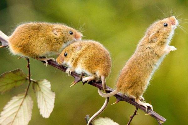 火烧眉毛是什么生肖(火烧眉毛是什么生肖啊)