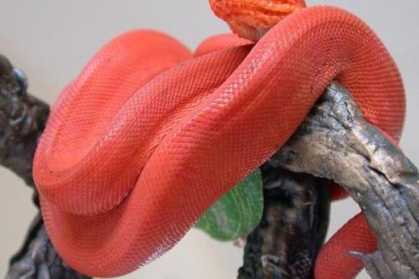 女人梦见红色的蛇有什么预兆