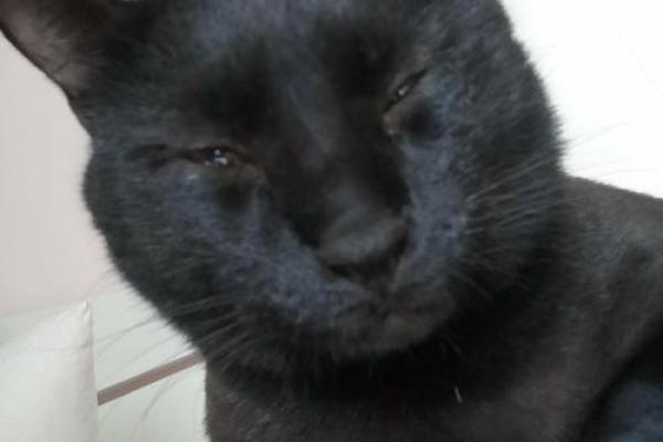 闻风丧胆是什么生肖(闻风丧胆的意思是什么) 闻风丧胆是什么生肖(闻风丧胆的意思是什么)