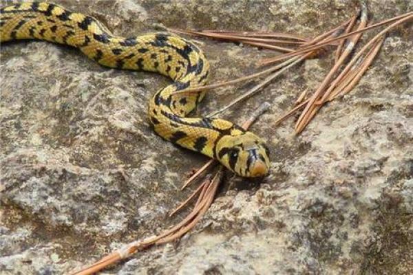 女人梦见蛇被别人打死好不好