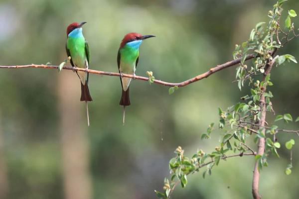 鸟语花香代表什么生肖(鸟语花香指什么动物和生肖) 鸟语花香代表什么生肖(鸟语花香指什么动物和生肖)