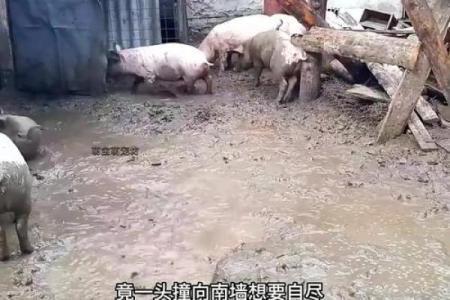 头撞南墙是什么动物