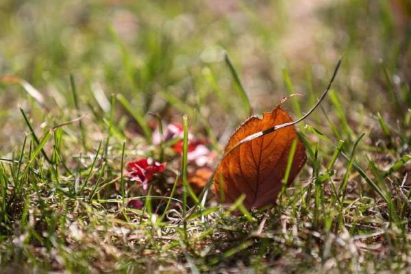 落叶归根打一生肖