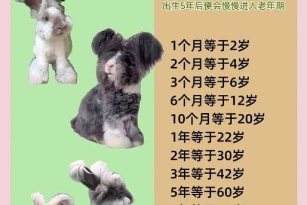 1999年属兔最佳结婚年龄 1999年属兔最佳结婚年龄