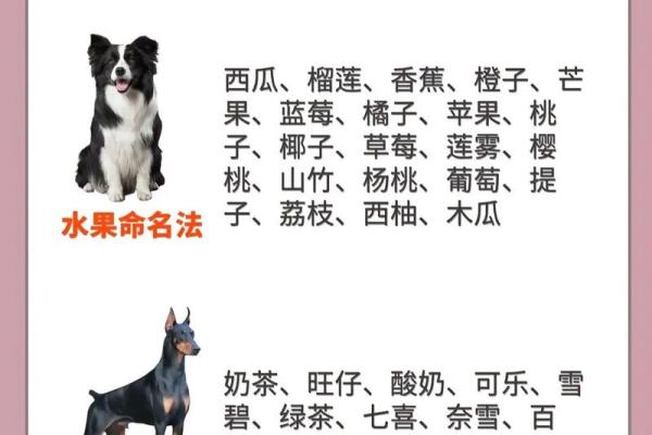 早上九点出生的属狗男孩取什么名,适合什么字姓名 早上九点出生的属狗男孩取什么名,适合什么字姓名