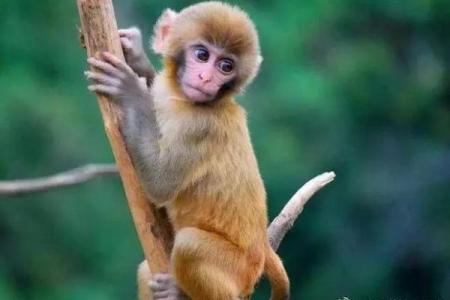 下午两点出生的属猴男孩怎么名，用什么字姓名