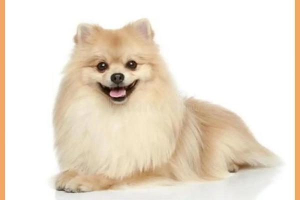 晚上十点出生的属狗男孩怎么取名，用什么字姓名