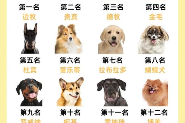 下午五点出生的属狗男孩取什么名,适合什么字姓名 下午五点出生的属狗男孩取什么名,适合什么字姓名